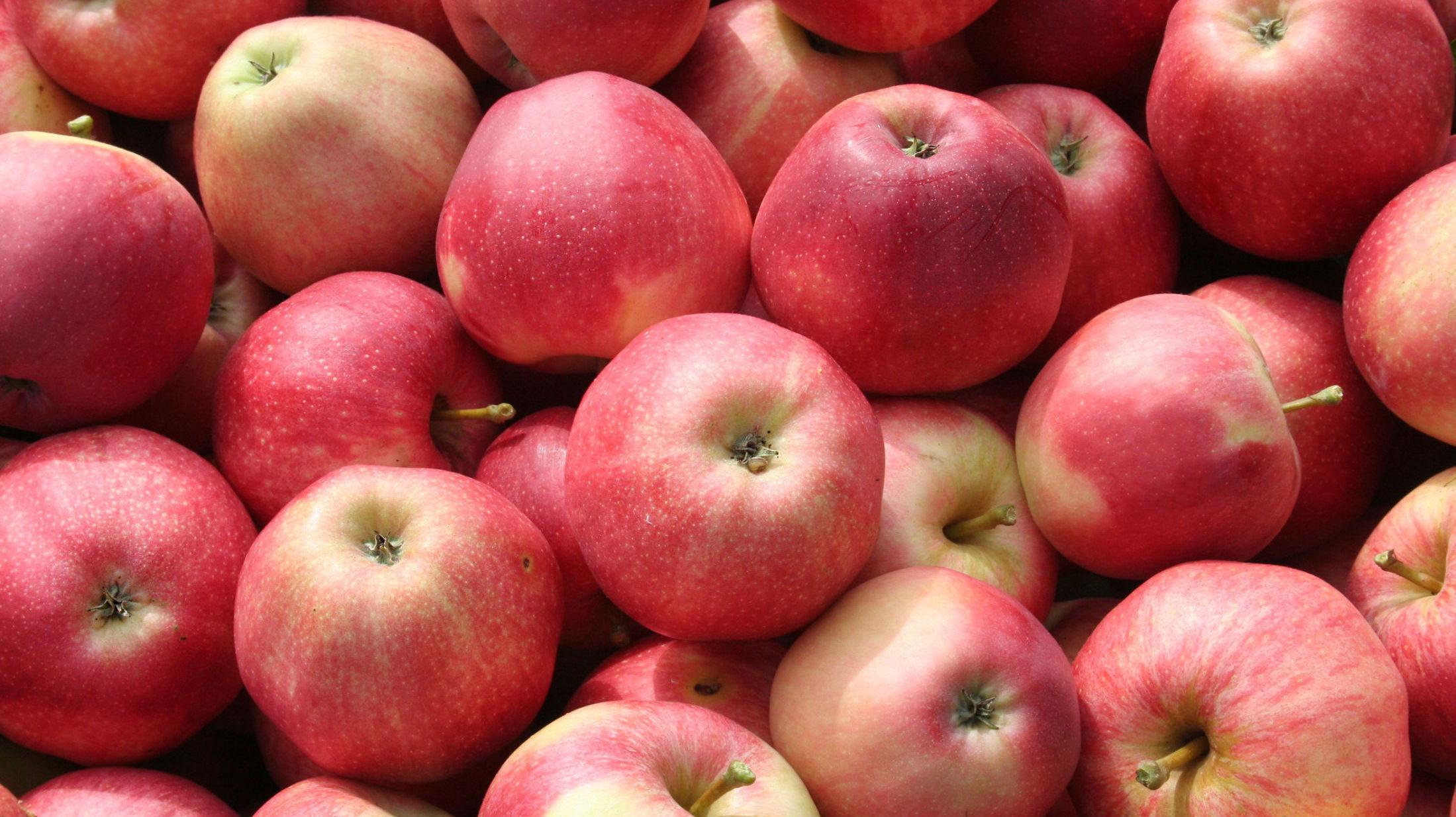 NORSK SKATT: Norske epler er desidert best - og de er like gode til middagen som i en klassisk eplekake. Foto: NTB Scanpix.