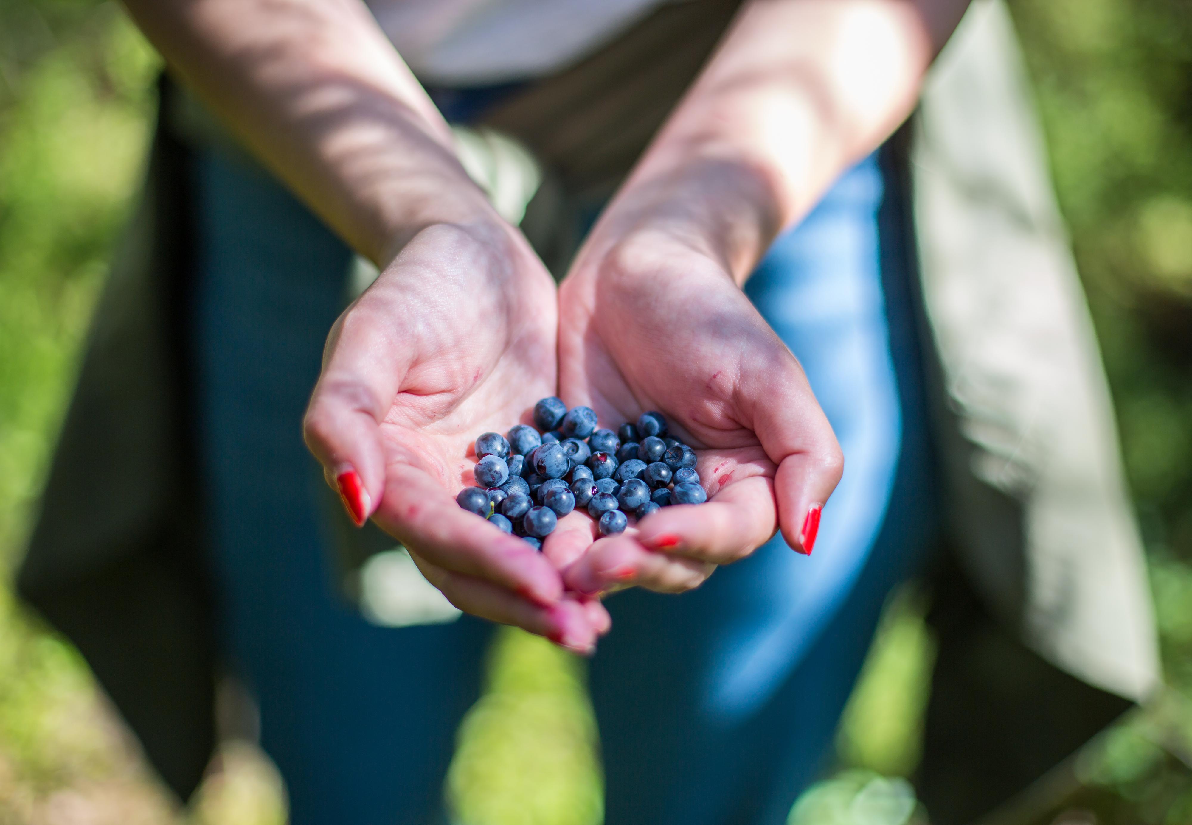 BLÅTT I BLÅTT: En tur i skogen nå, gir deg gode muligheter for blåbær-sanking.