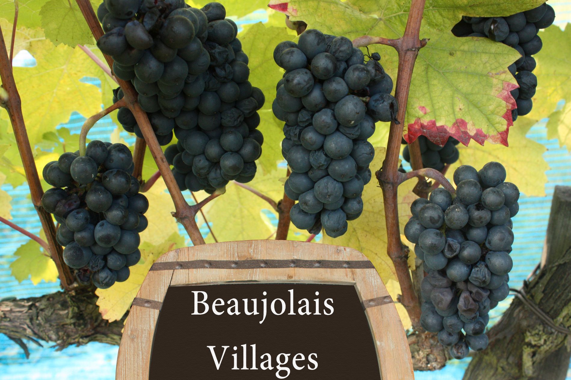 Beaujolais är ett vindistrikt i södra delen av Bourgogne i Frankrike och ”nouveau” är franska för ”ny”. 
