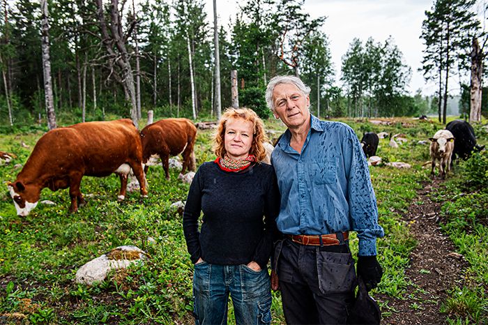 KOR SOM KOLLEGOR Ann-Helen Meyer von Bremen och Gunnar Rundgren är vana att bli ifrågasatta  gällande de utsläpp som nötköttsproduktion medför. De menar dock att det inte går att dra en skarp gräns mellan uppfödning och odling.
