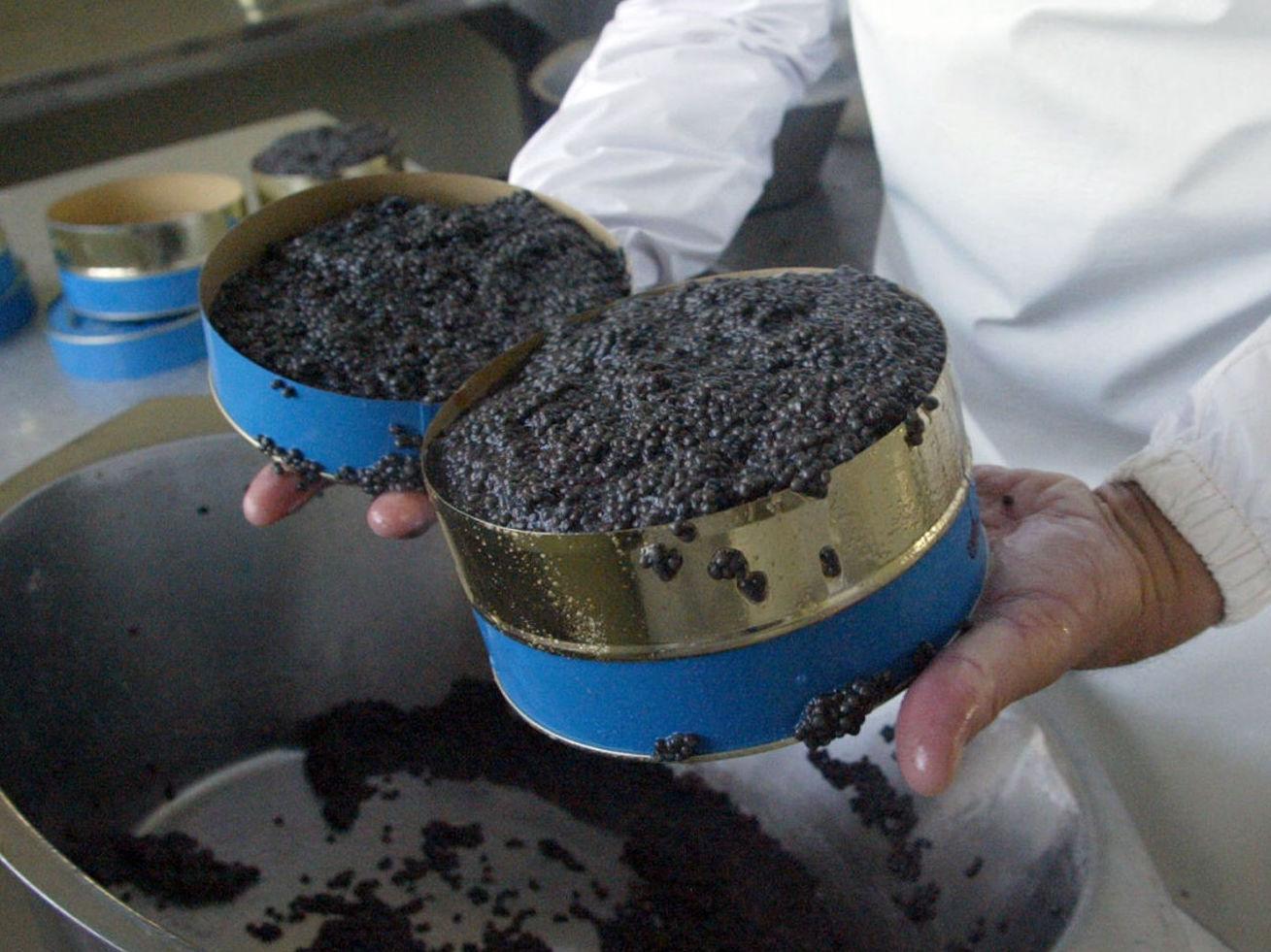 DYRT: Det har tidligere vært eksportforbud for enkelte typer belugakaviar siden størbestanden var lav. I 2007 opphevet FN forbudet. Foto: AFP PHOTO/Henghameh Fahimi