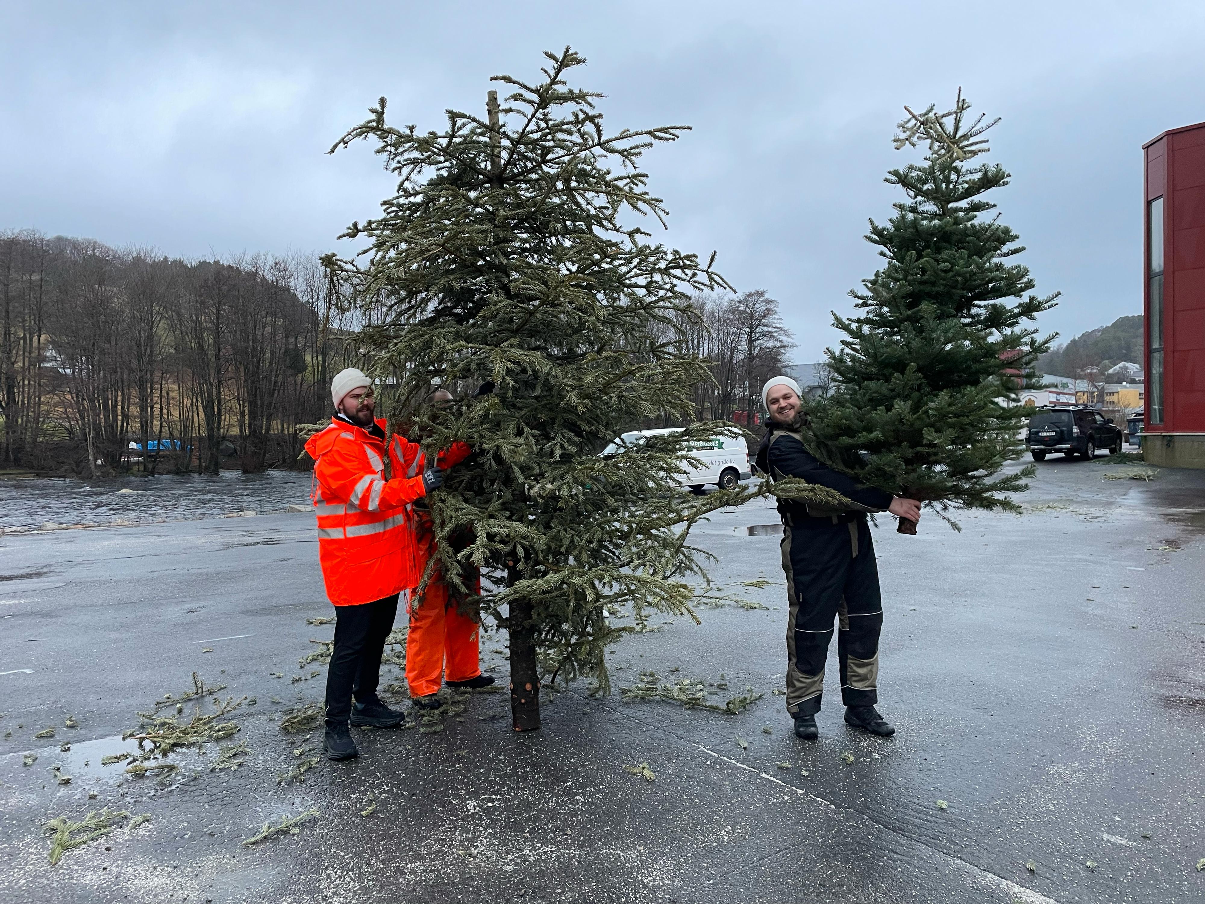 SAMLER INN: (Fra v.) Johan Monsen og Fred Berentsen samler inn juletrær til produksjonen.
