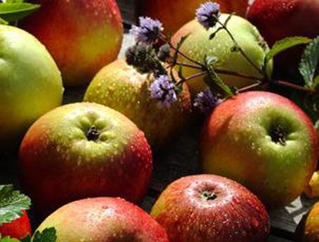 Ett av høstens fineste eventyr: Norske epler i alle farger og fasonger venter på å bli brukt. (Foto: Jonas Haarr Friestad)