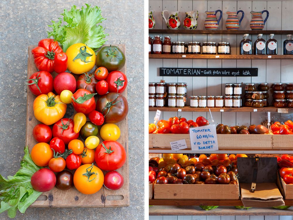 På Tomatens hus finns det gott om tomater – hela 60 olika sorter.