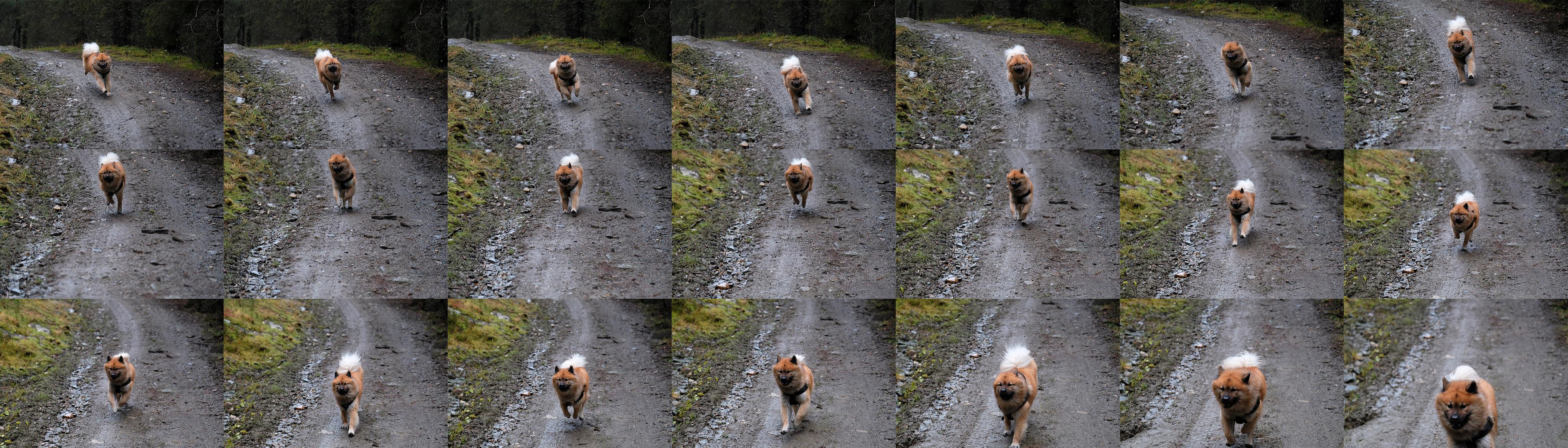 Med den raskeste skuddtakten får vi ikke direktevisning i søkeren, og da blir det utfordrende å følge hunden med kameraet og holde ham midt i bildet gjennom hele serien. 1/1000s - f/2.8 - ISO 6400. JPEG rett fra kameraet, nedskalert.