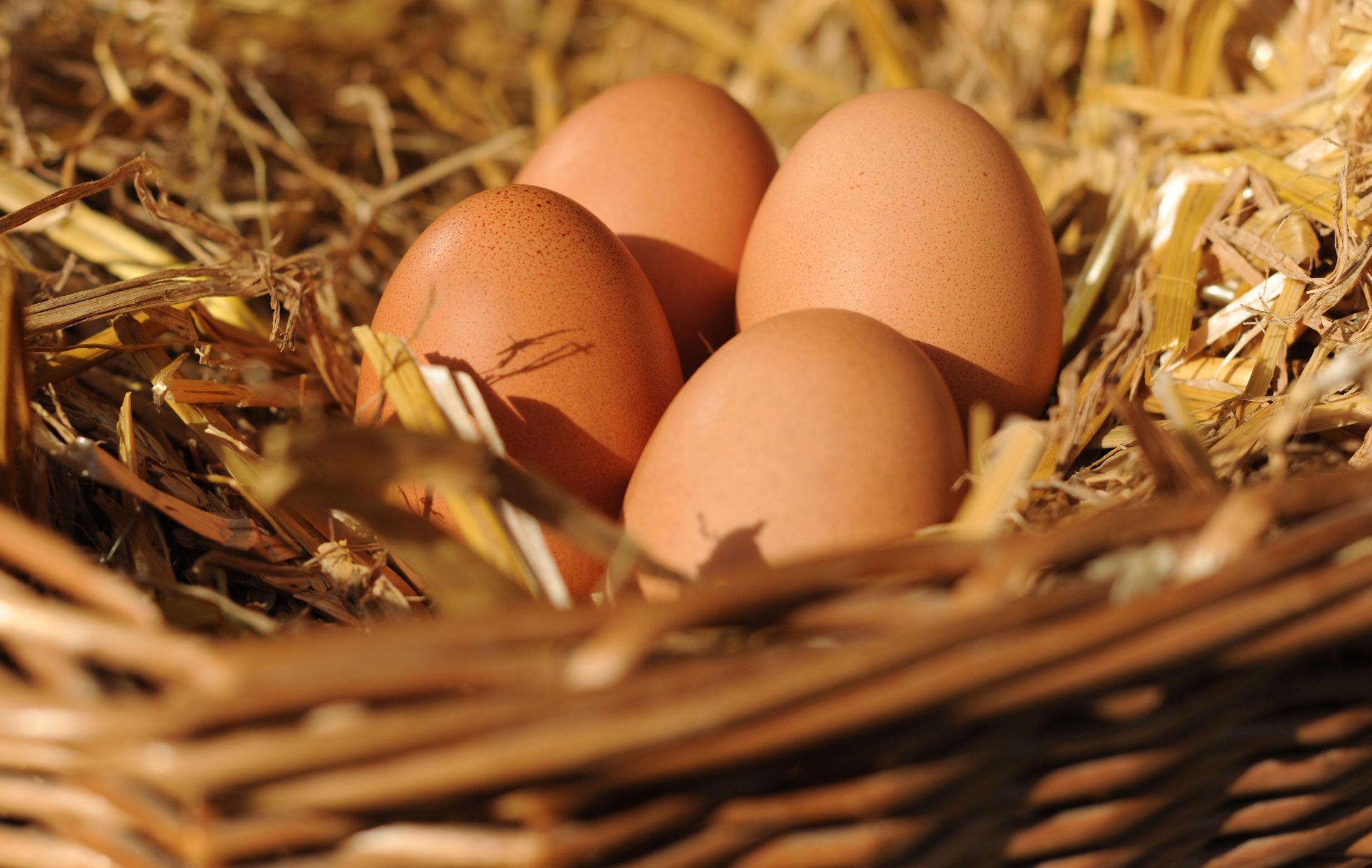 EGENPRODUKSJON: Påsken er tid for egg, og mange flere enn tidligere år har trolig tenkt at de skulle skaffe seg egne høner for å håndtere årets produksjon. Illustrasjonsfoto: Frank May / NTB scanpix.