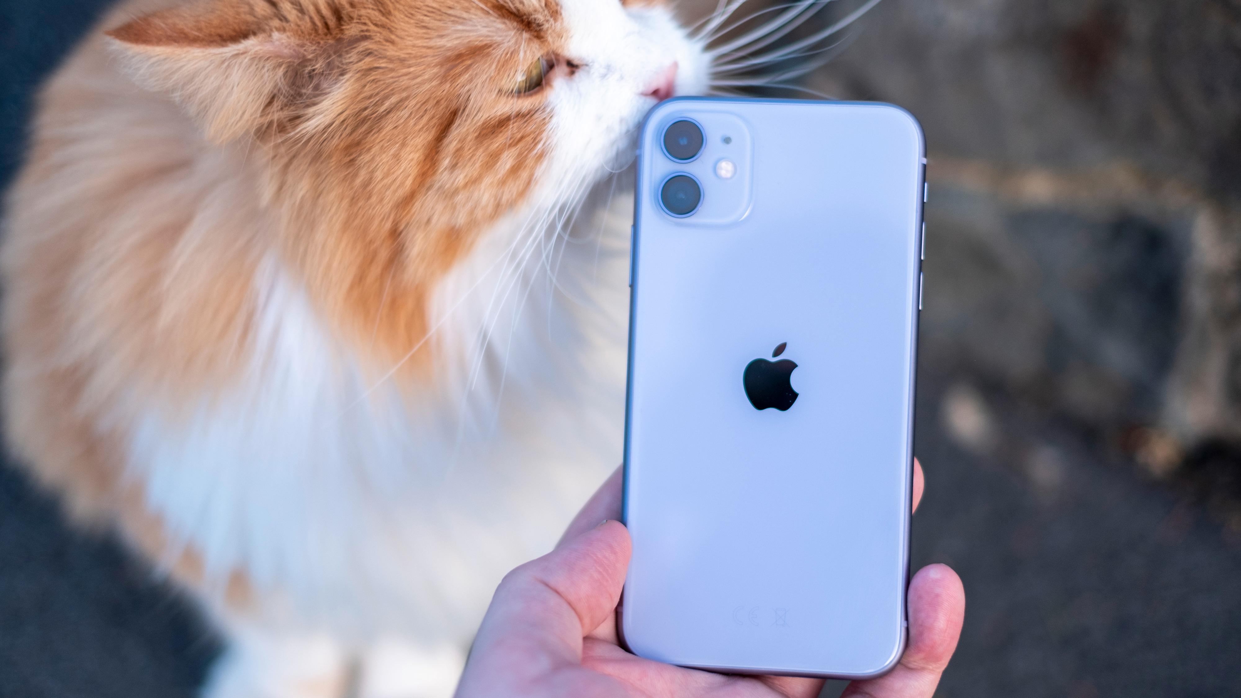 Apple iPhone 11. Katt er ekstrautstyr.