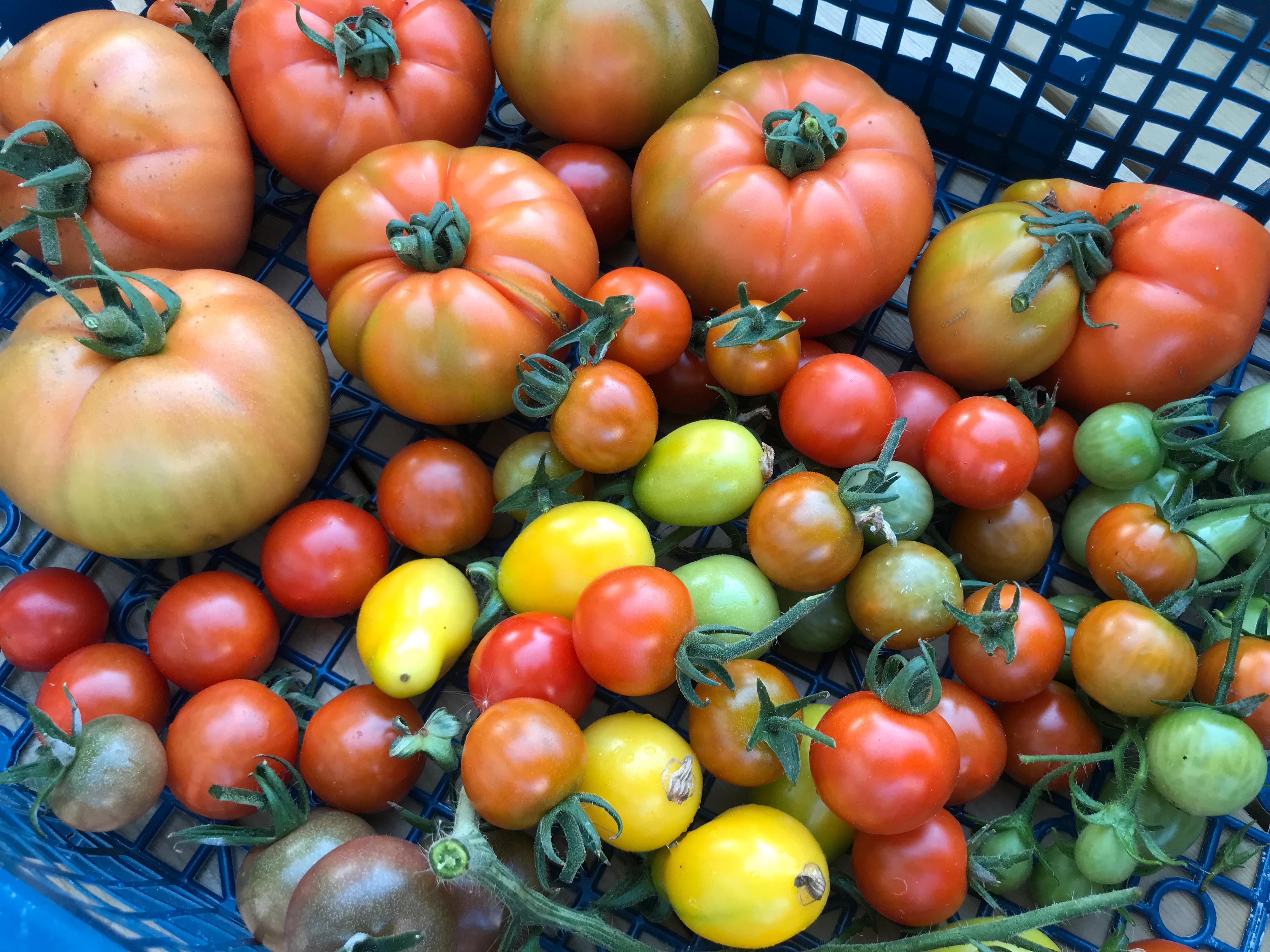 Søte, små, store og saftige tomater fra Asbjørnsens hage.
