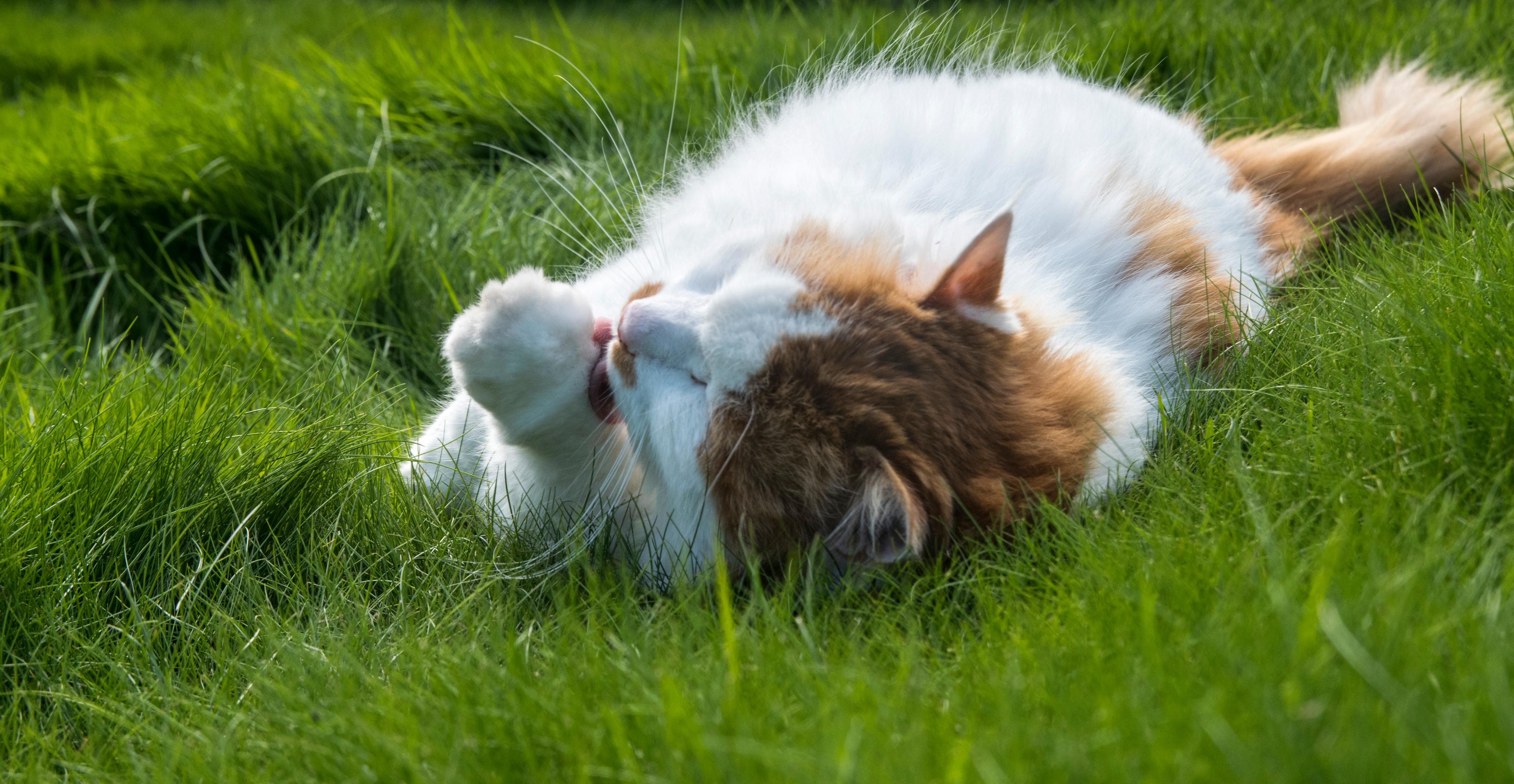 Weenect Cats veier bare 25 gram og er dermed knøttliten i forhold til Plumbo som bærer rundt på den. Det virker faktisk ikke som om han merker sporingsbrikken i det hele tatt. Den burde likevel være høyst overkommelig også for mindre katter.
