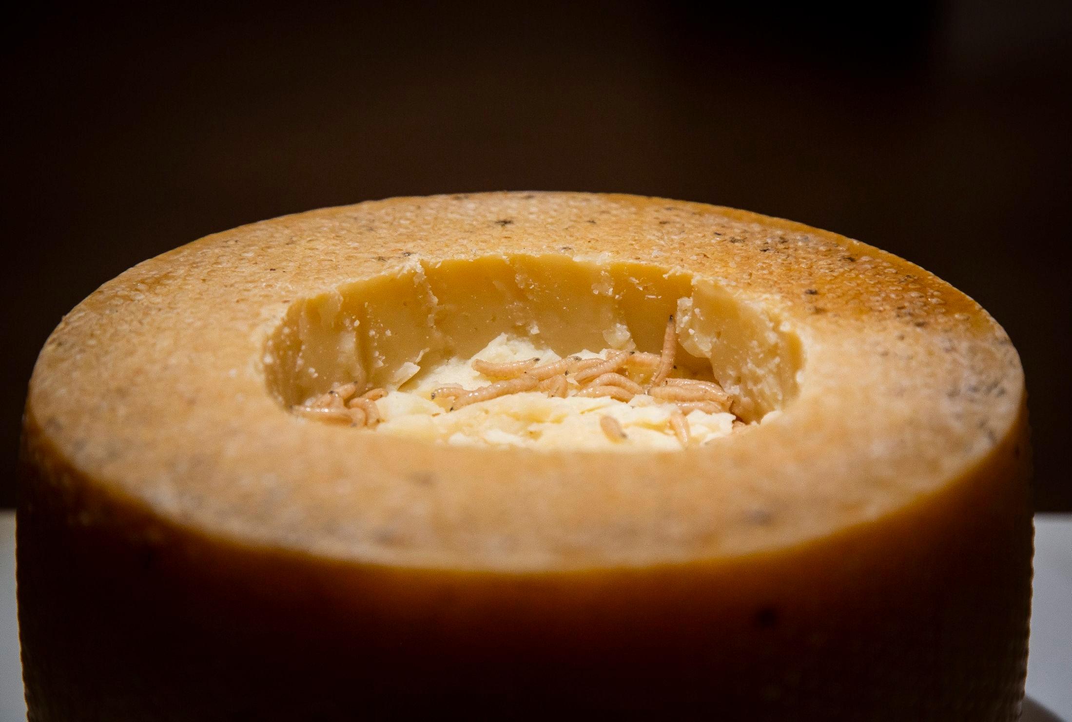 LARVEOST: Casu Marzu er en ost fra Sardinia med levende larver. Foto: Disgusting Food Museum