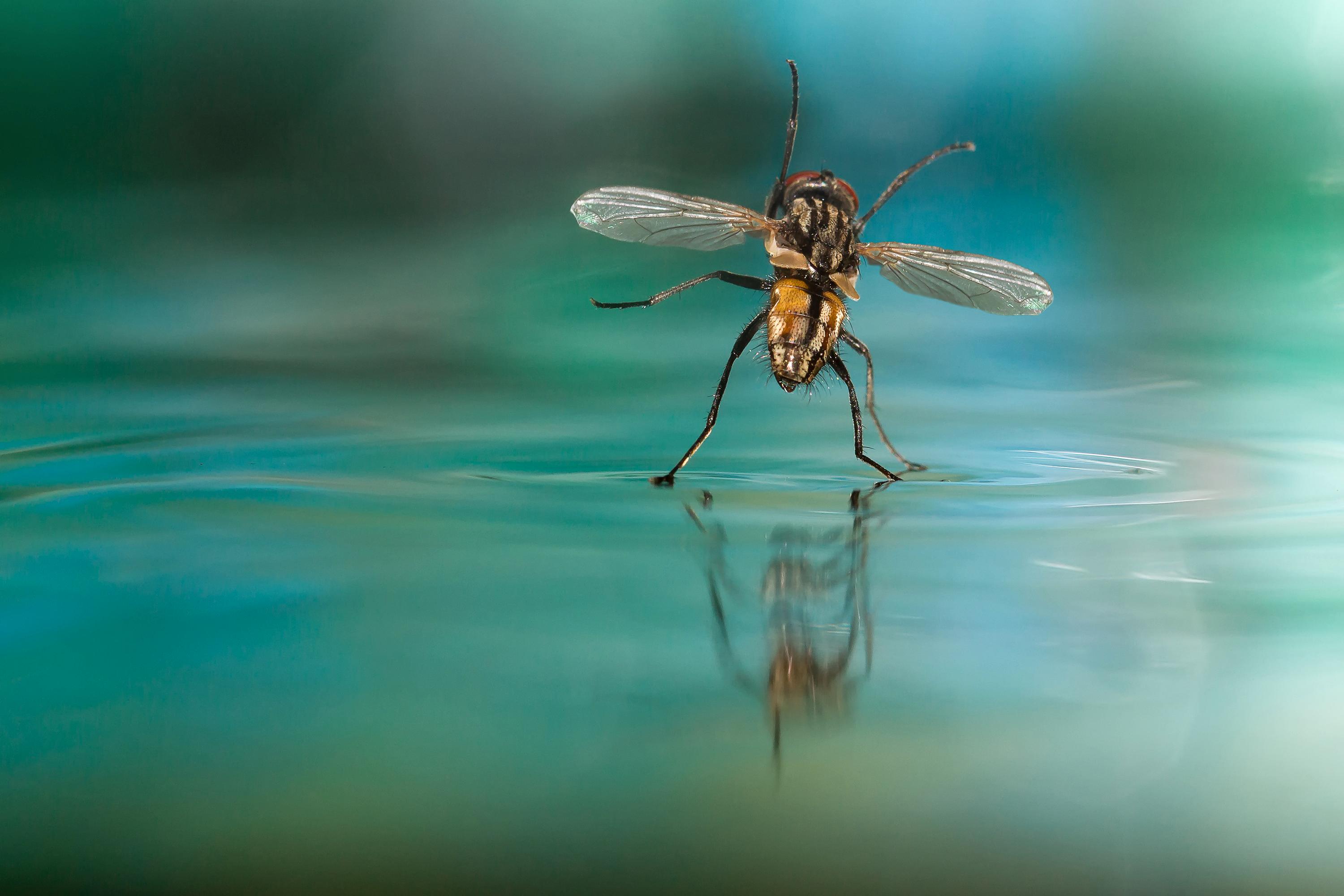 Fly at the start of the water surface gets triggered as it were in the right second. Foto: Uwe Hennig, Germany, Shortlist, Split Second, Open, 2015 Sony World Photography Awards