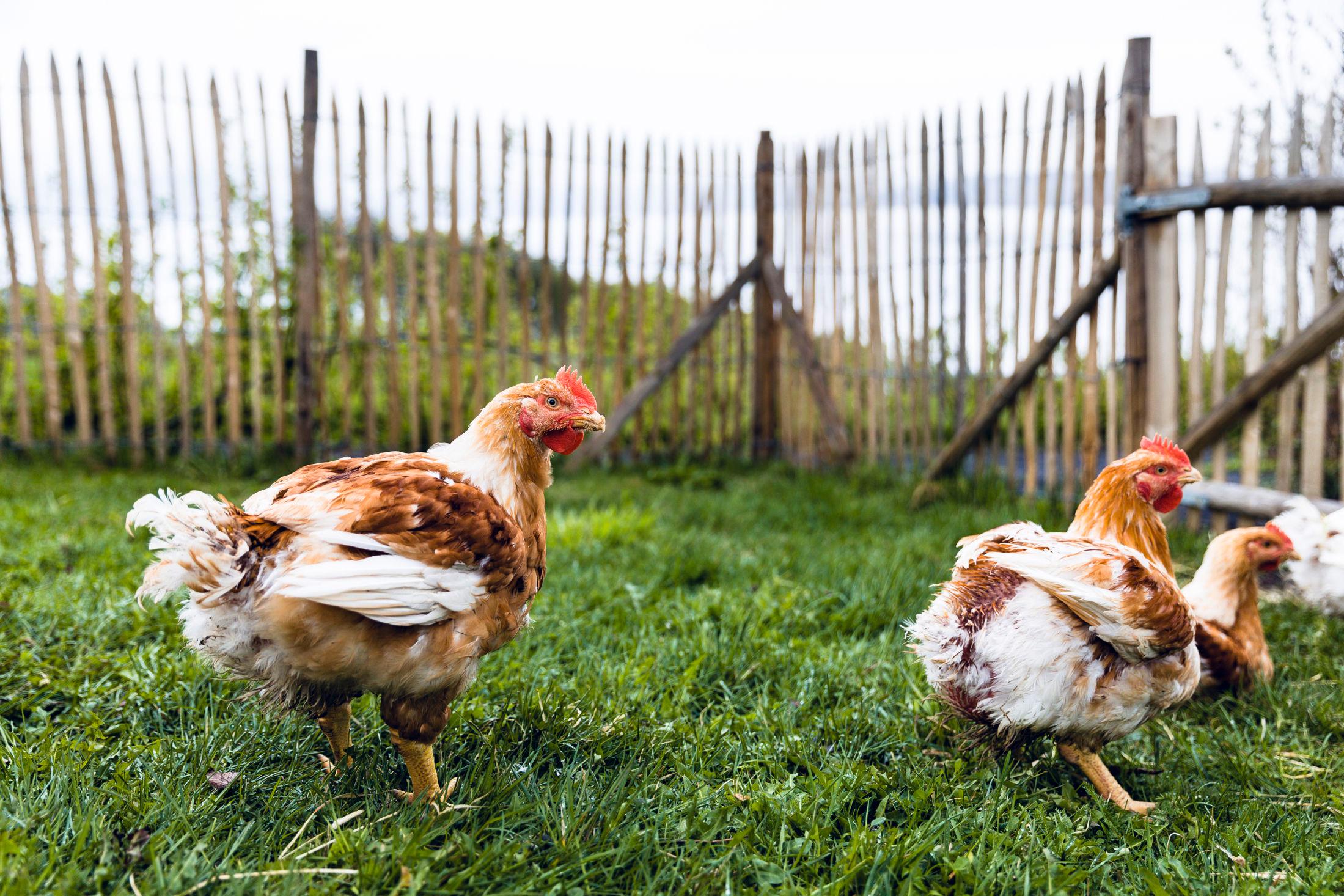 FRIE FUGLER: Økologiske kyllinger må ha mulighet og god plass til å bevege seg utendørs. Foto: Krister Sørbø/VG