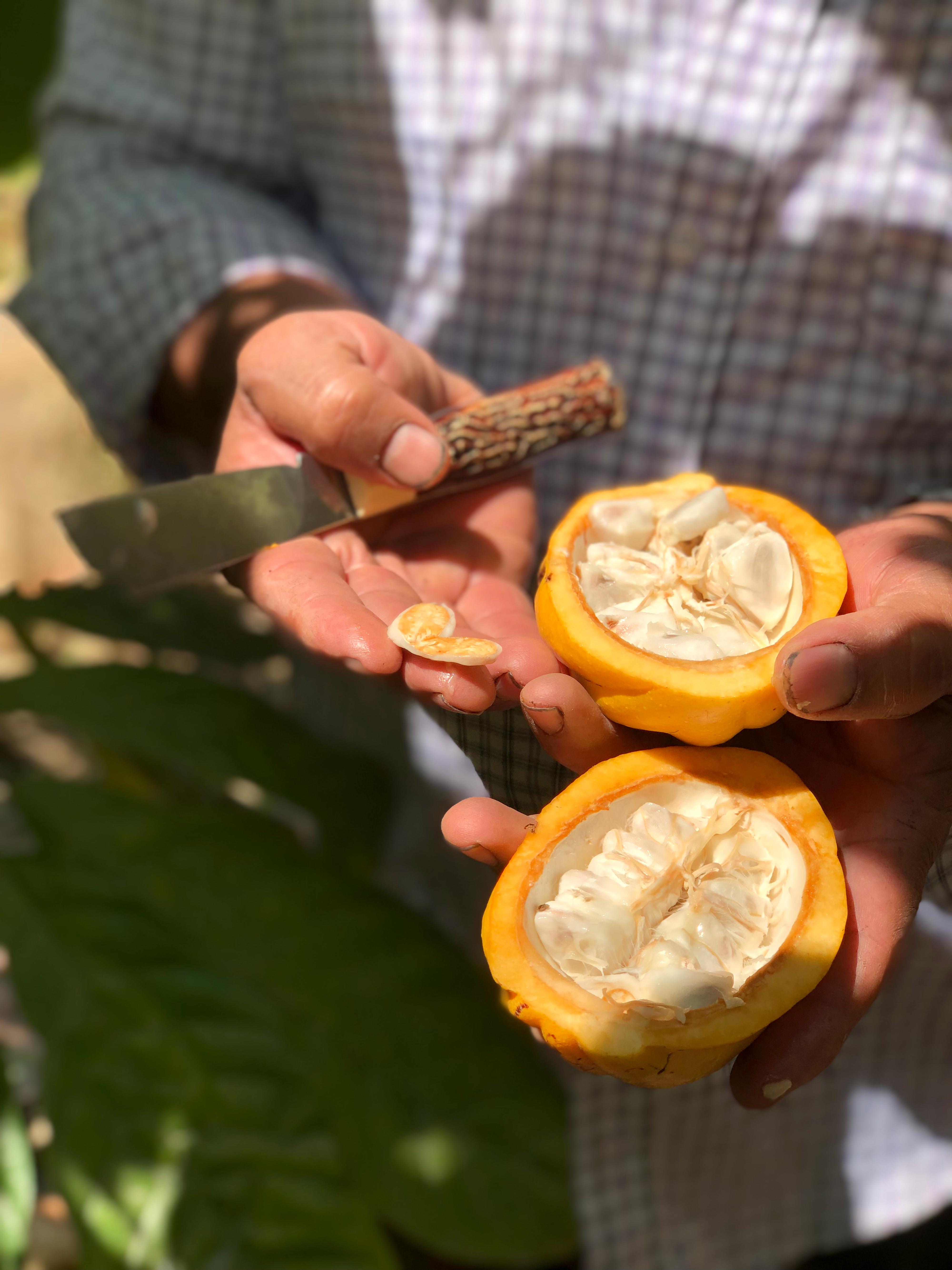FRUKT: Kakaofrukten i sin ferske form.