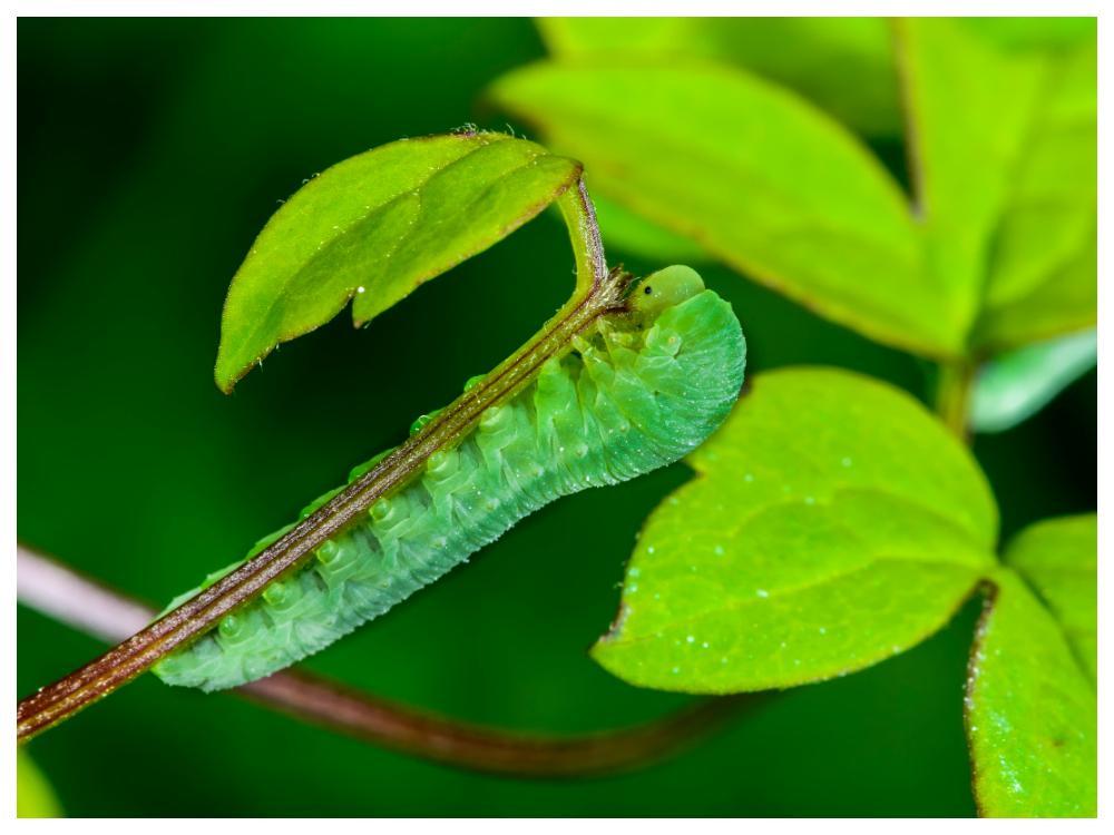 Klematisbladstekelns larver äter rent en klematis på nolltid.