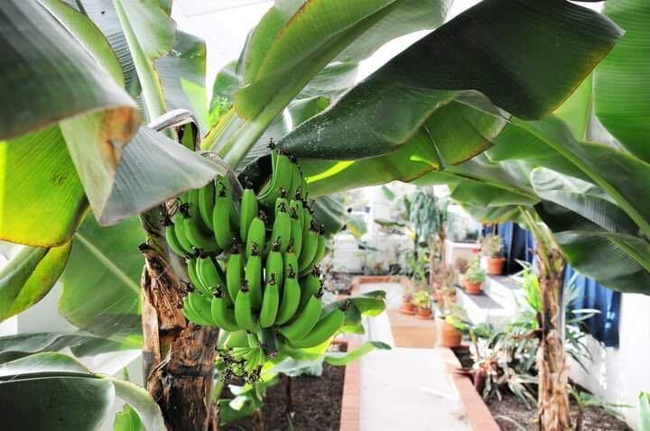 Bananer i Johan och Lindas växthusodling. 