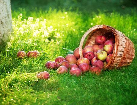 Det er særlig plommer, epler og pærer man skal være på vakt mot, fordi man her ikke nødvendigvis vet hvor lenge fruktene har ligget på bakken. (Foto: Microstock)