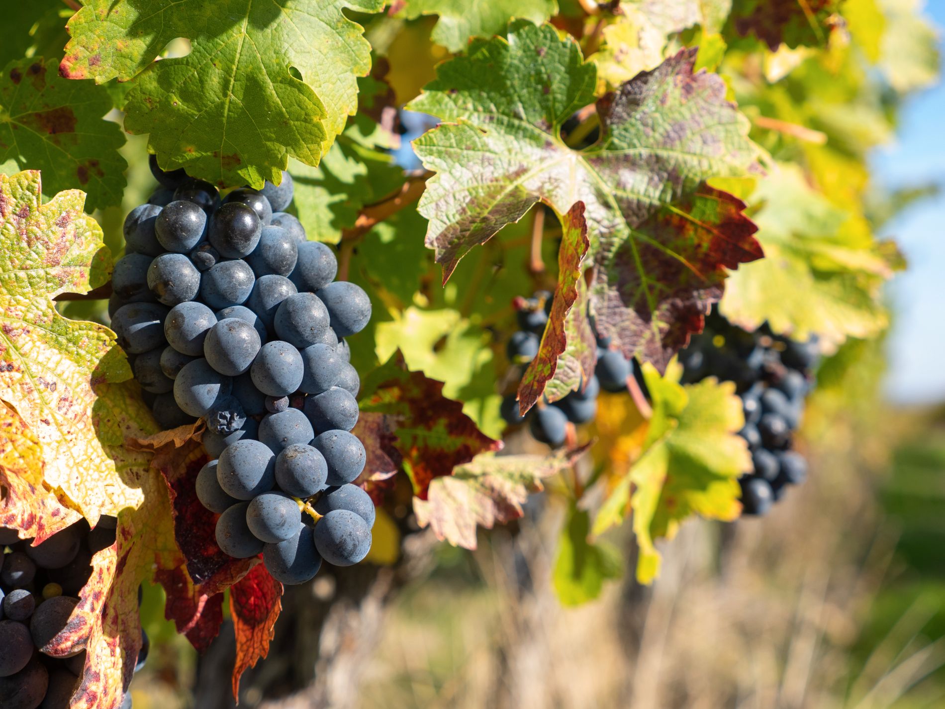 ”När jag och Mattias blir pensionärer kanske vi flyttar till Sydeuropa och producerar viner för att det är kul”, säger Jill.