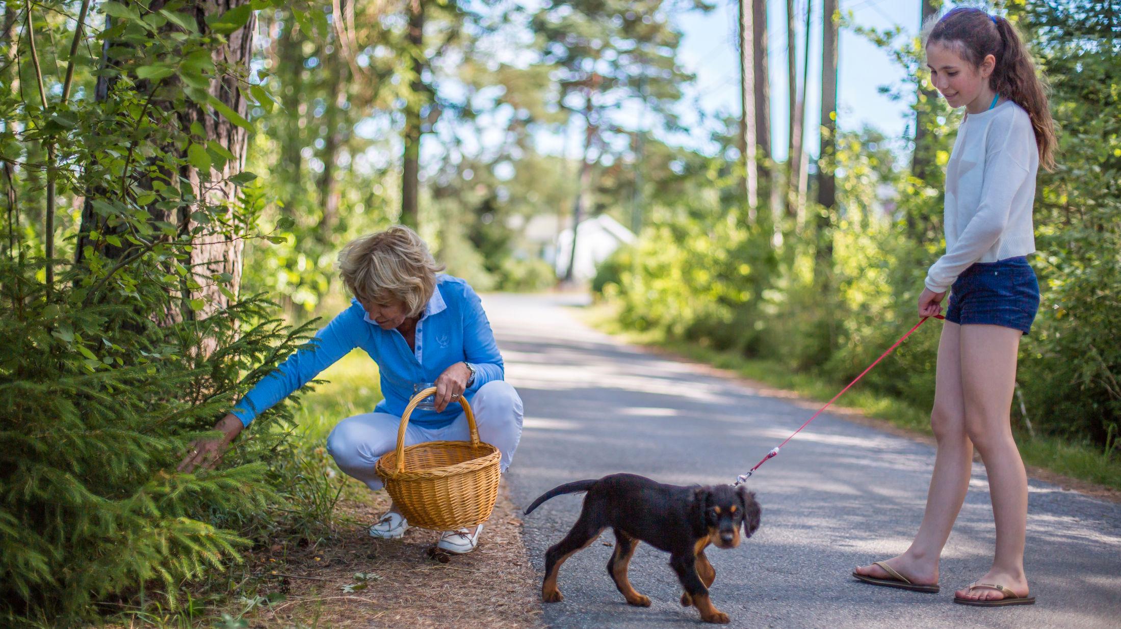 FINNER GULL: Sigrid Sand finner kantareller langs veikanten, mens barnebarnet Alexandra og hunden Tessa følger med. Foto: Odin Jæger, VG