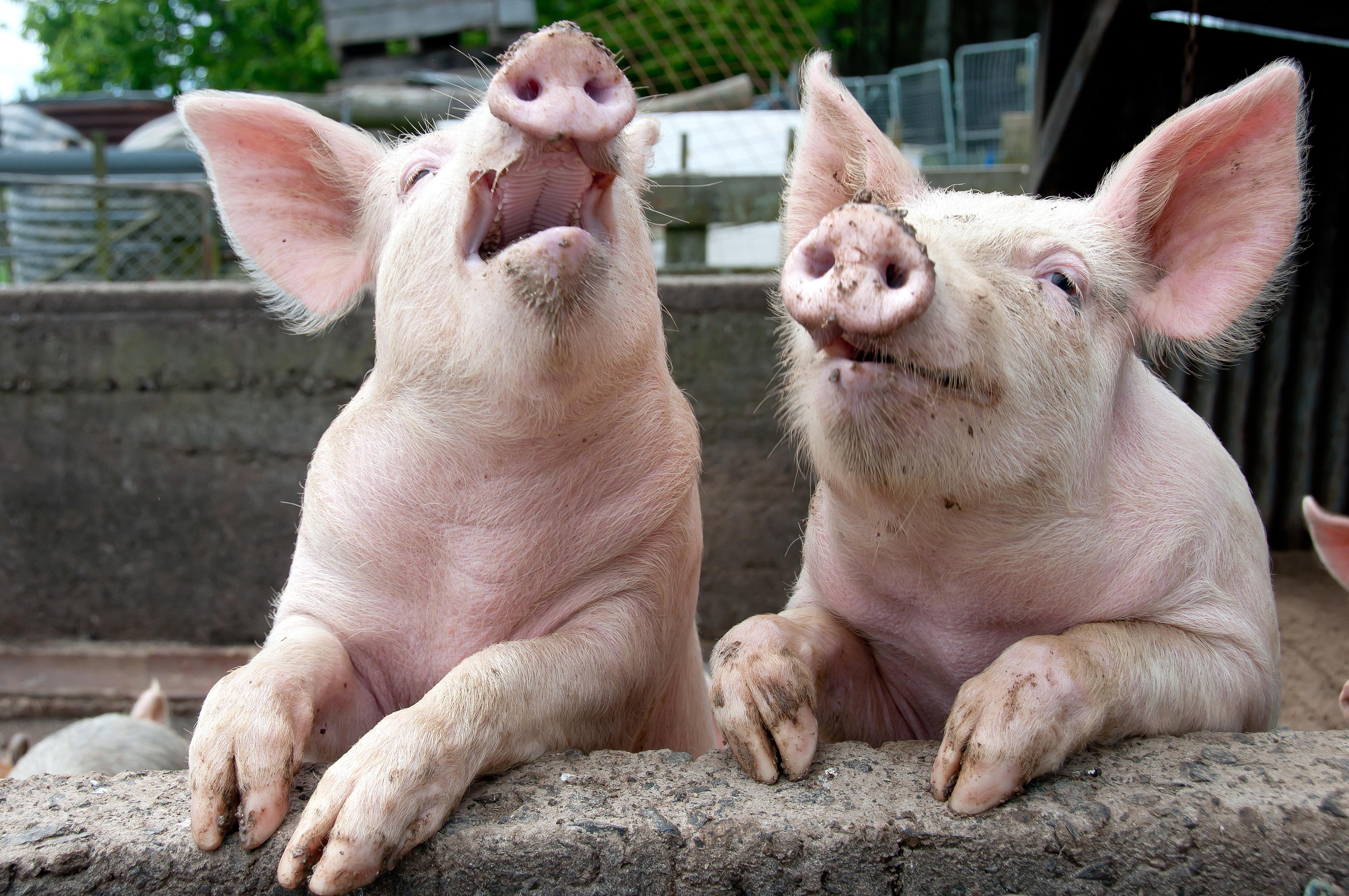 ... Og så løp grisen ut!Foto: Shutterstock/ janecat