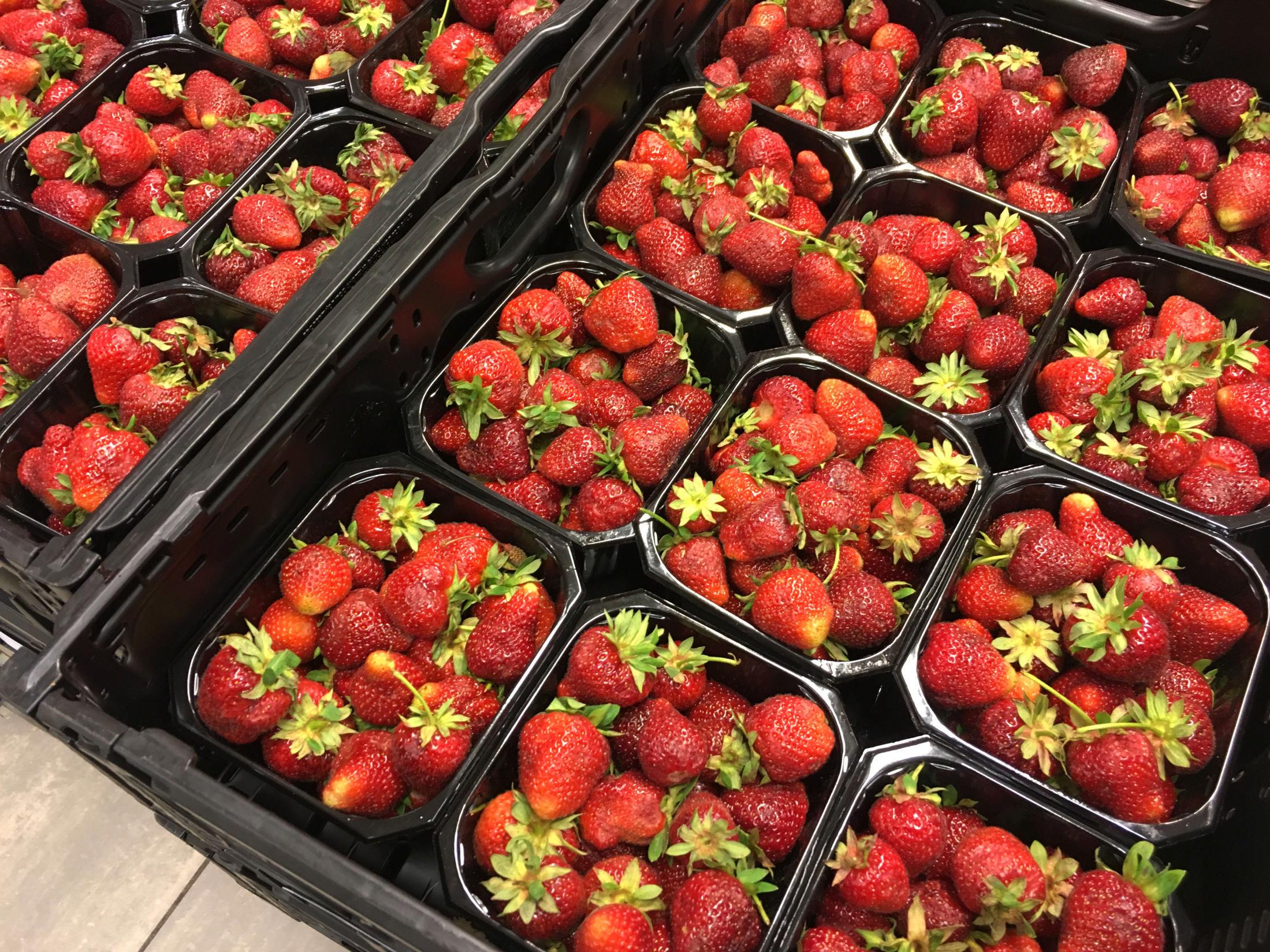 JORDBÆRSESONG: Denne uken er det meldt om to tonn jordbær til norske butikker, ifølge Landbruksdirektoratet. Når sesongen er i gang, kan det være så mye som 600 til 700 tonn på en uke. Foto: Nina Andersen, VG