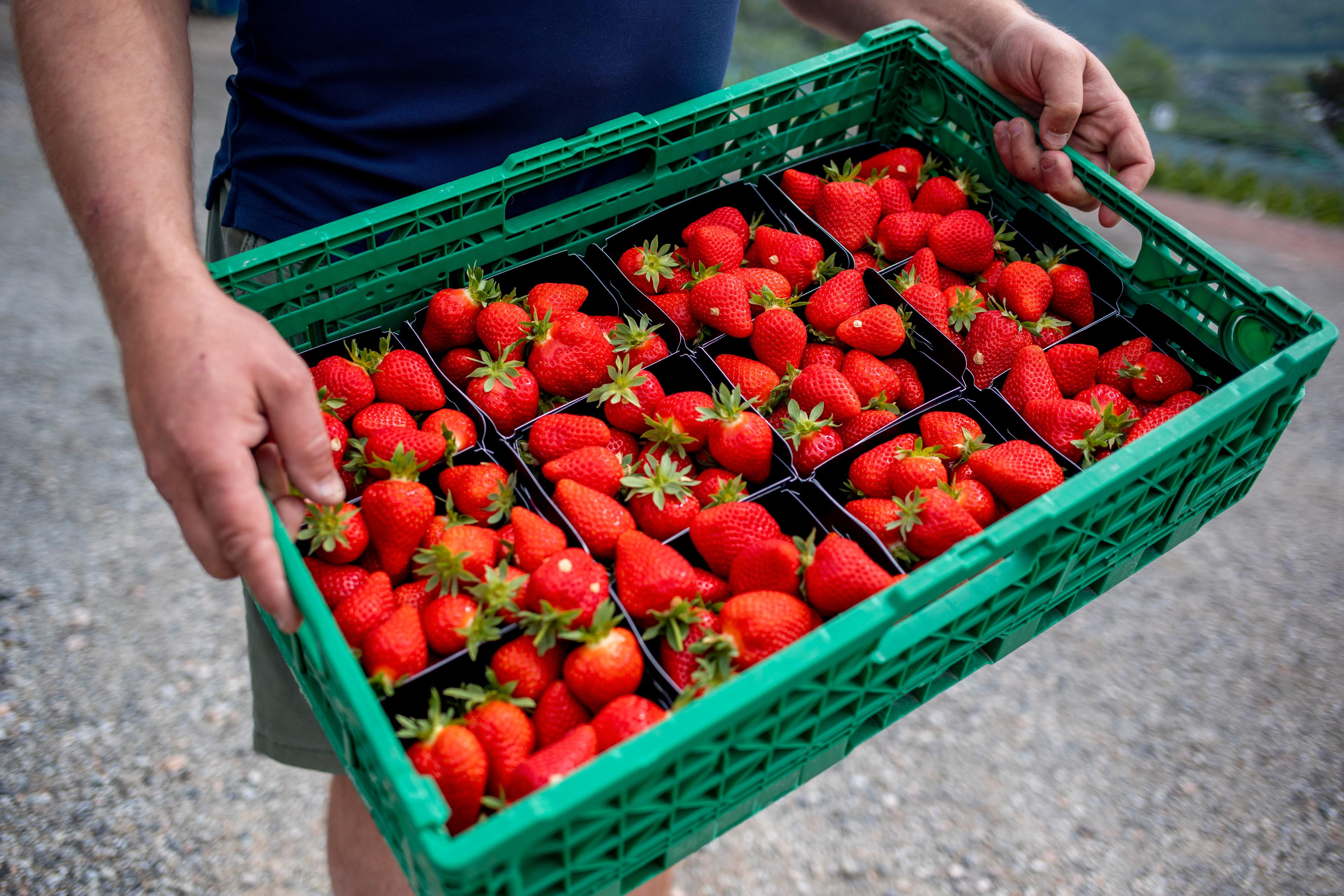 Norske jordbær kommer i butikkene i deler av Østlandet denne uken. 