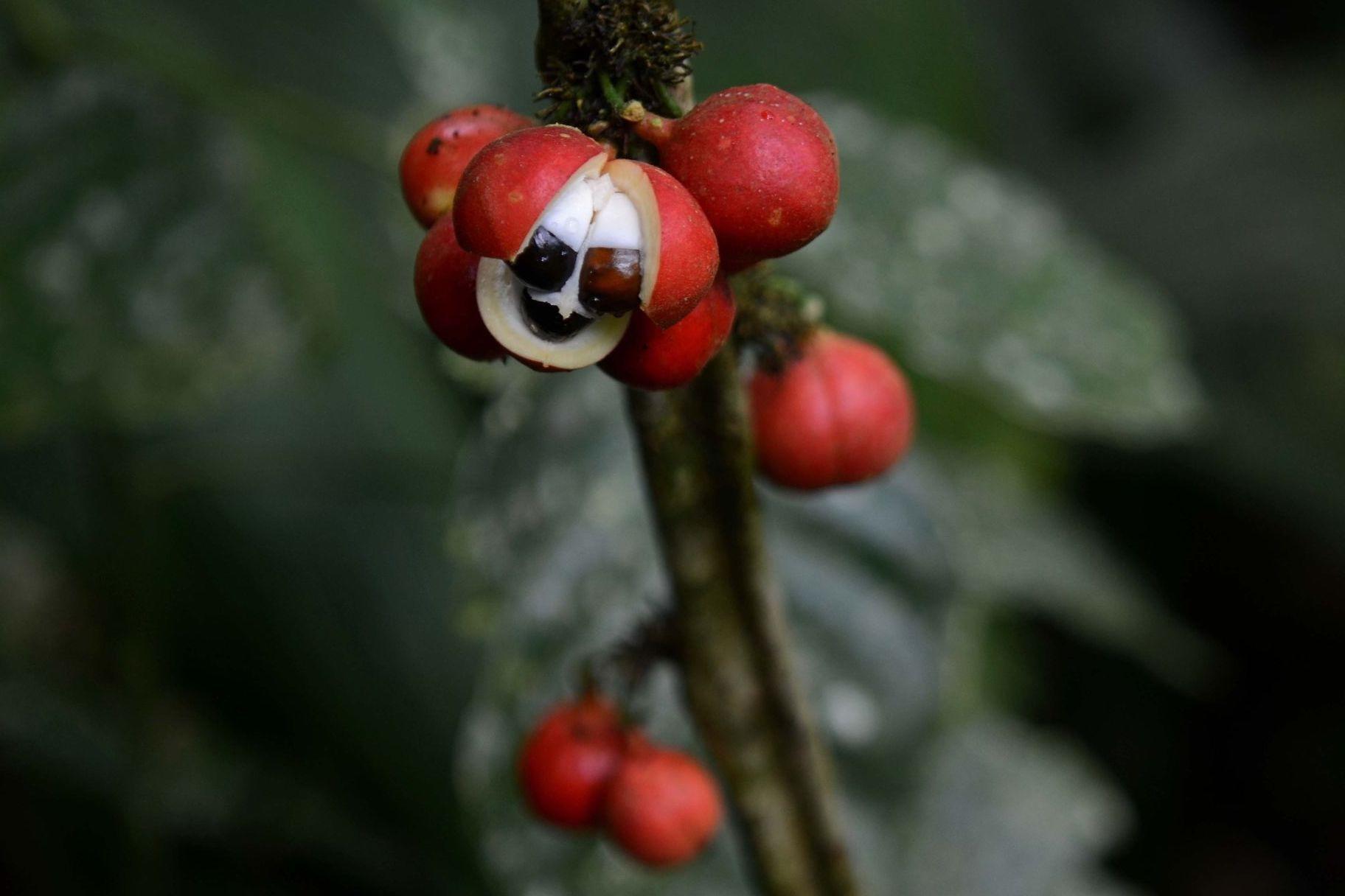 KOFFEIN-FRUKTEN: De svarte frøene i guarana-frukten inneholder opptil 4-8 prosent mer koffein enn kaffebønner. Foto: Wikipedia Commons