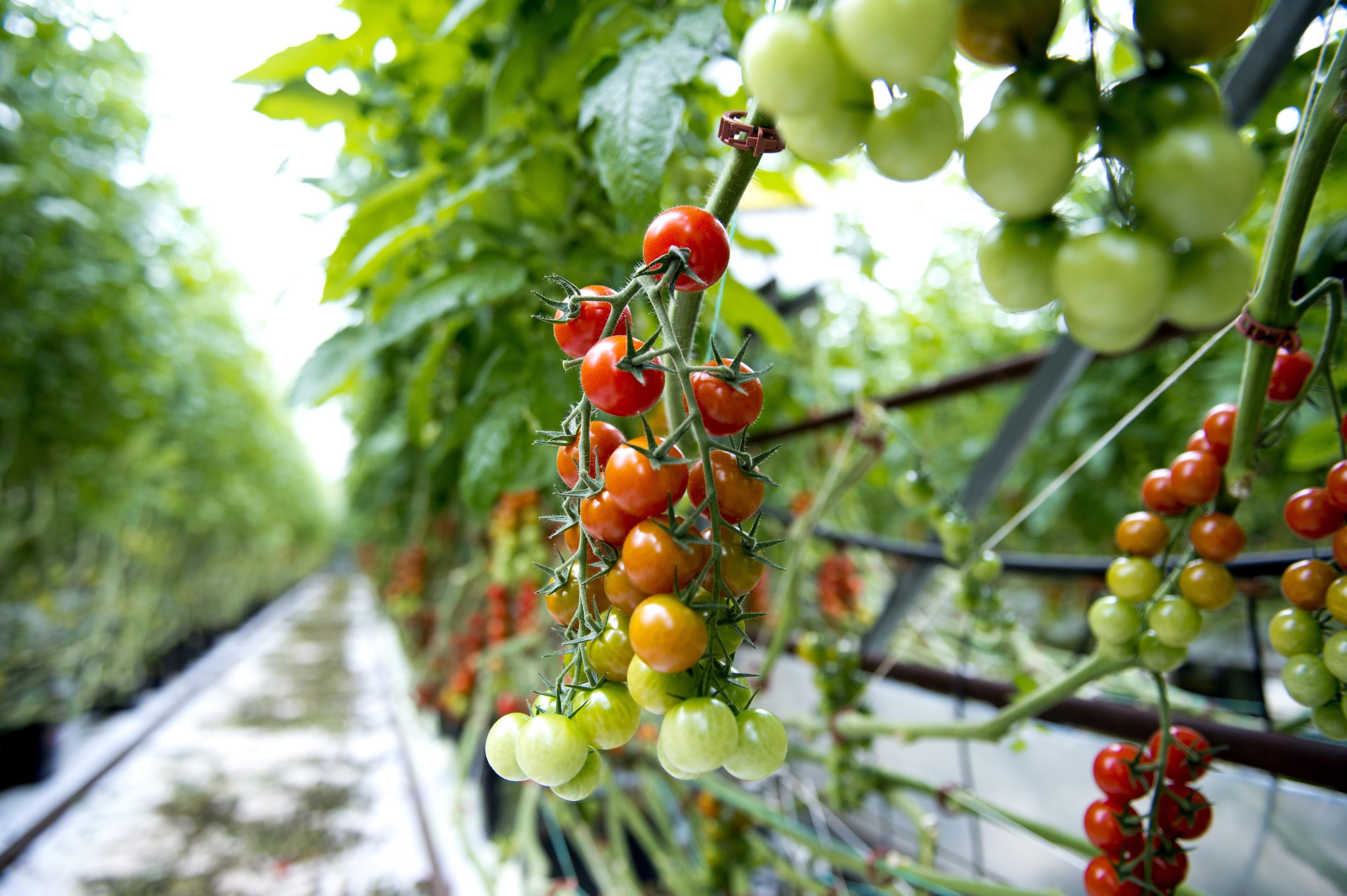 I SESONG: Nå for tiden kan man få tak i utrolig mange gode tomater, men visste du at jo lenger de får modnes på stilken, jo bedre er de?