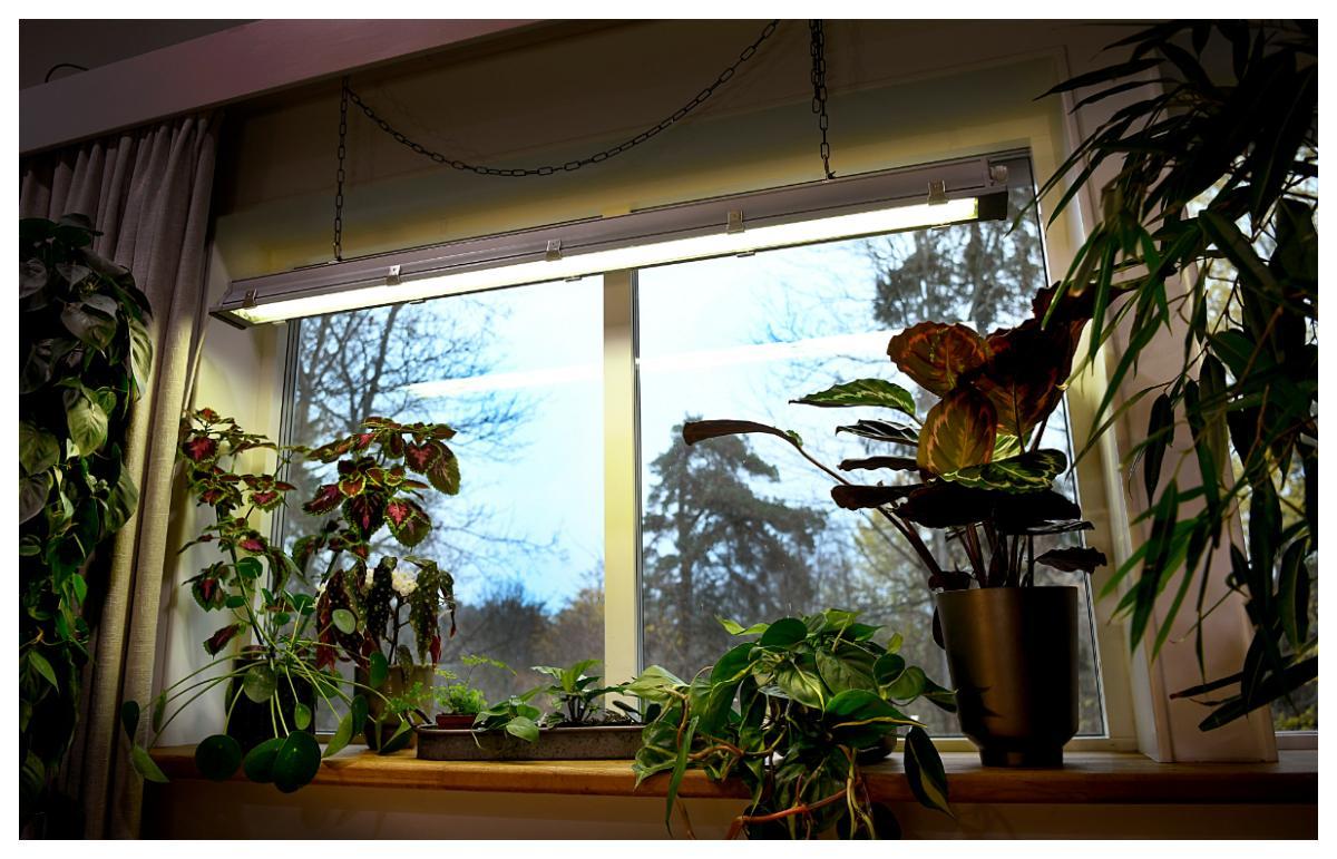 En helt vanlig lysrörsarmatur fungerar utmärkt som växtbelysning under vintern.