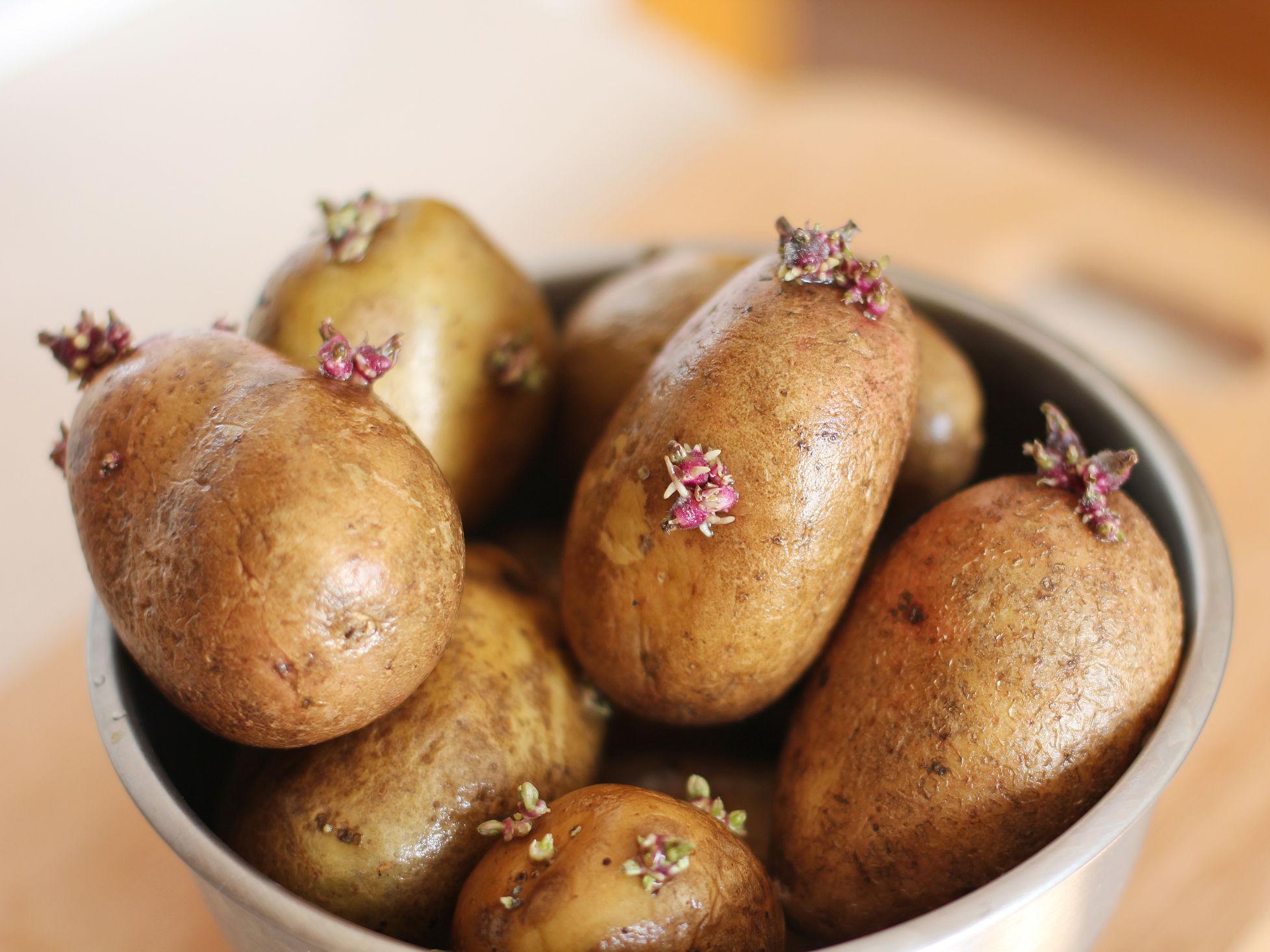 SPIRER: Ikke spis spirene på poteter, da disse inneholder glykoalkaloider. Foto: Shutterstock