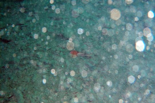 Blits og masse partikler i vannet gjorde sitt til at dette bildet av en lyretail hogfish (bodianus anthioides) ikke ble spesielt vellykket.