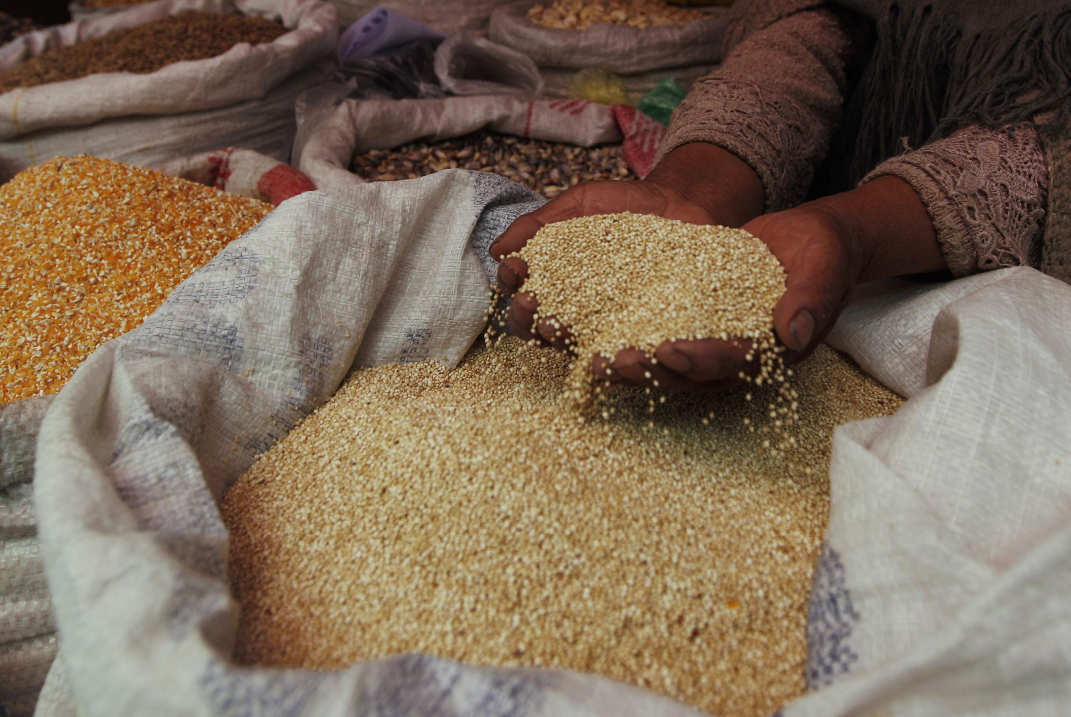 GULL: Opprinnelig fra Andesregionen har quinoa blitt til inkagull. I dag produserer Bolivia over 46 prosent av verdens quinoa, og har nesten tredoblet prisen i løpet av de siste fem årene. Foto: Juan Karita/AP Photo
