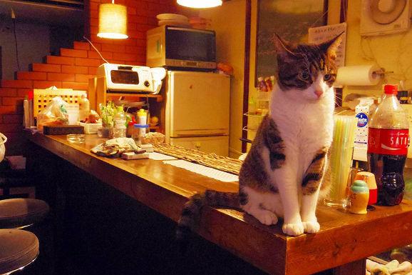 LØSKATT: Kattene på Neko Bar Akanasu var opprinnelig hjemløse. Nå bor de hos Koyanagi, som eier baren. Foto: RocketNews24