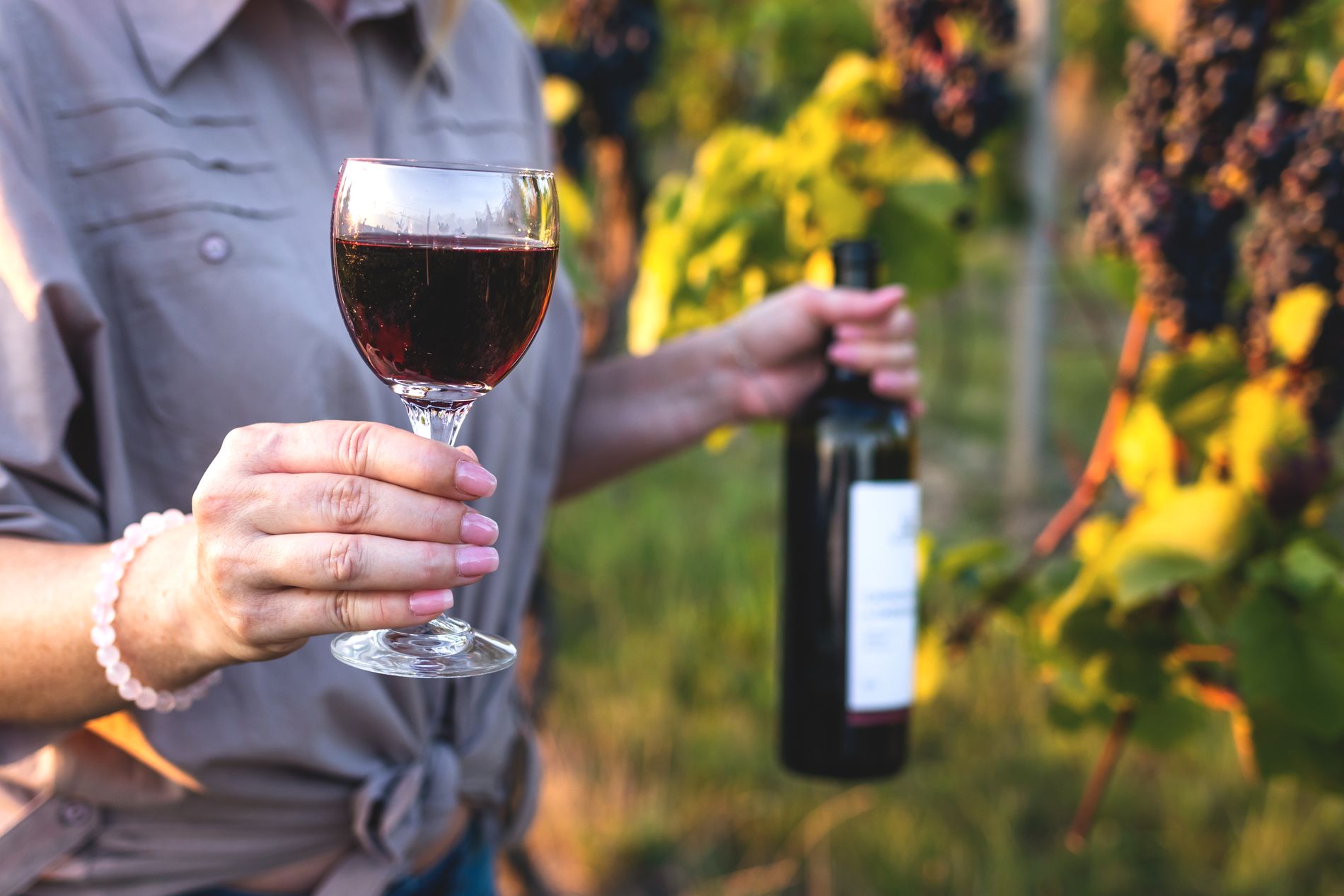 Pinot noir härstammar från Bourgogne i Frankrike, men den odlas flitigt världen över. 