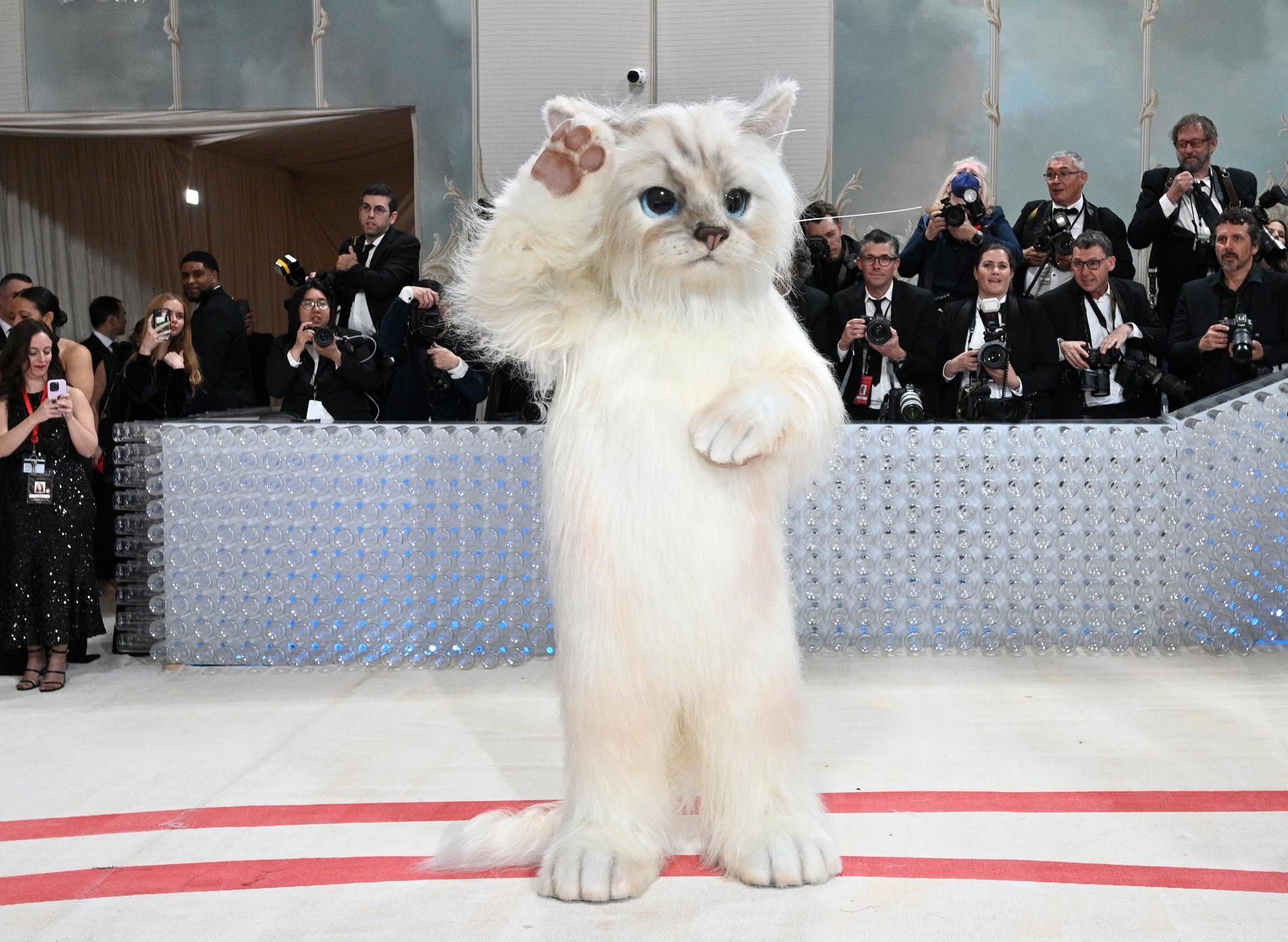 Som första klädsel valde Jared Leto att klä sig som Karl Lagerfelds katt Choupette. 