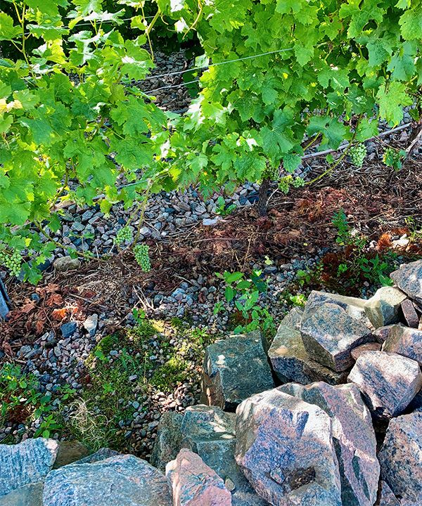 VARMA STENAR På Vejby vingård köpte man in stenar från bygget av Hallandsåsen. Stenarna konserverar solvärmen och gör mikroklimatet fler grader varmare.