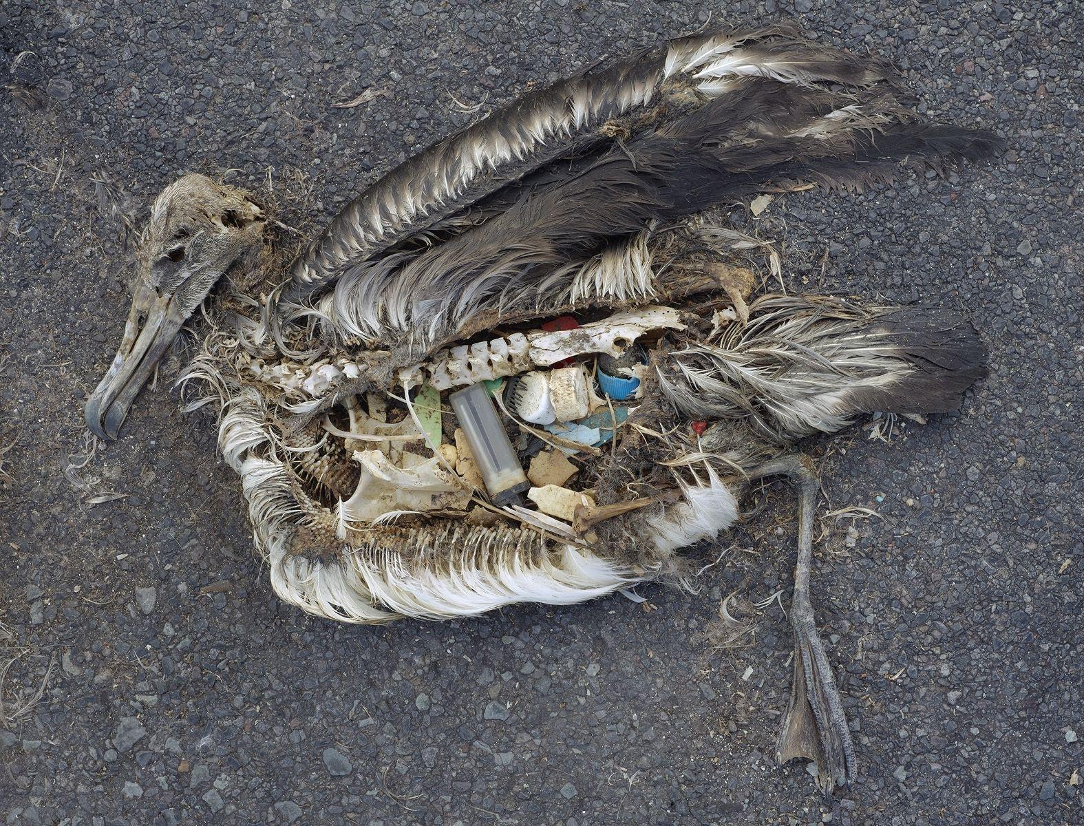Denne albatrossen har fått mye plast i seg. Foto: Chris Jordan, Creative Commons