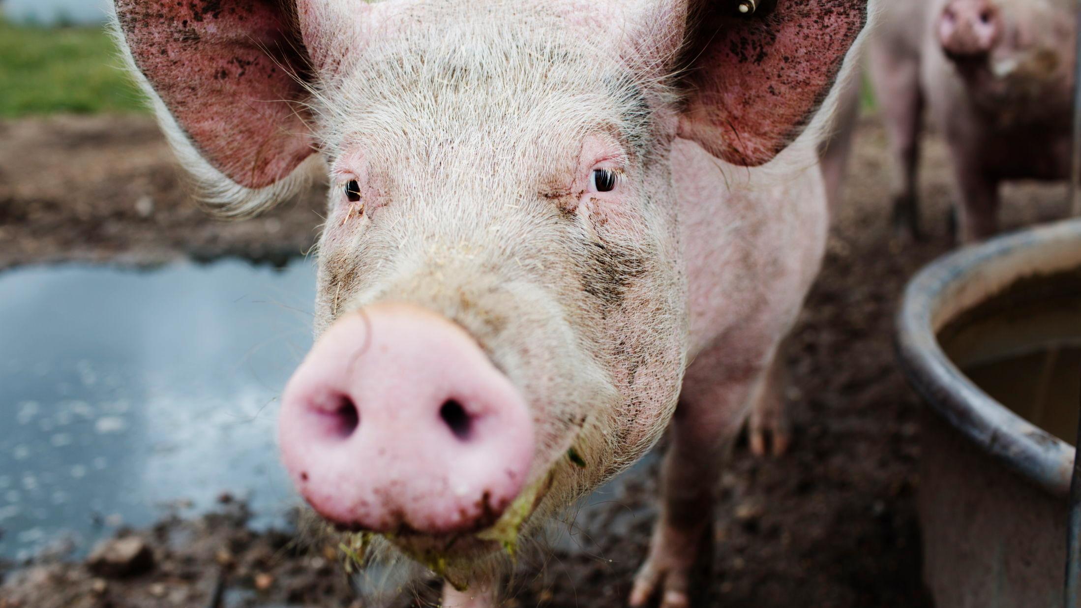 VEGANUAR: Hittil har 22.000 personer verden rundt, meldt seg på en kjøttfri januar til hensyn for miljøet, helsen og dyrene. Foto: Andrea gjestvang/VG