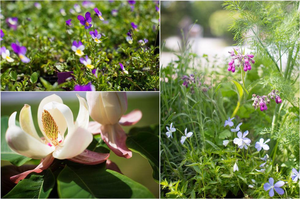 MAJESTETISK: Fra nederst venstre: Blomsten fra Mortens magnoliatre er en av hagens juveler, over ser man stemorsblomster og til høyre, dill, persille og oregano med blomster. Foto: Kyrre Lien