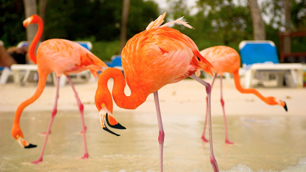FLAMINGOØYA: De rosa flamingoene kan du oppleve på nært hold på stranden på Renaissance Island. 